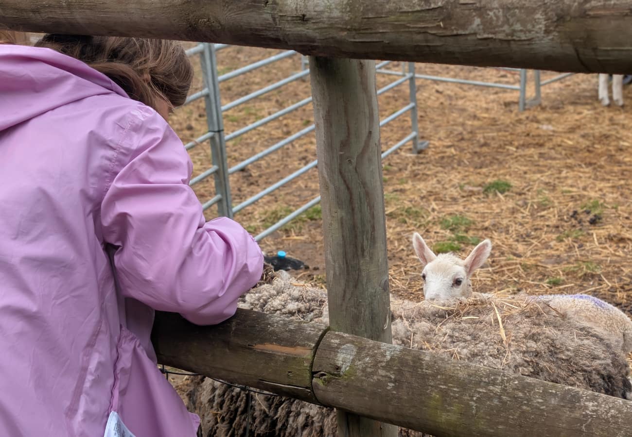 Animal encounters