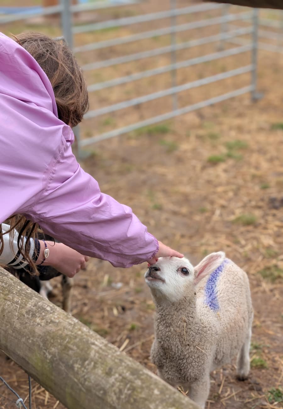 Animal encounters